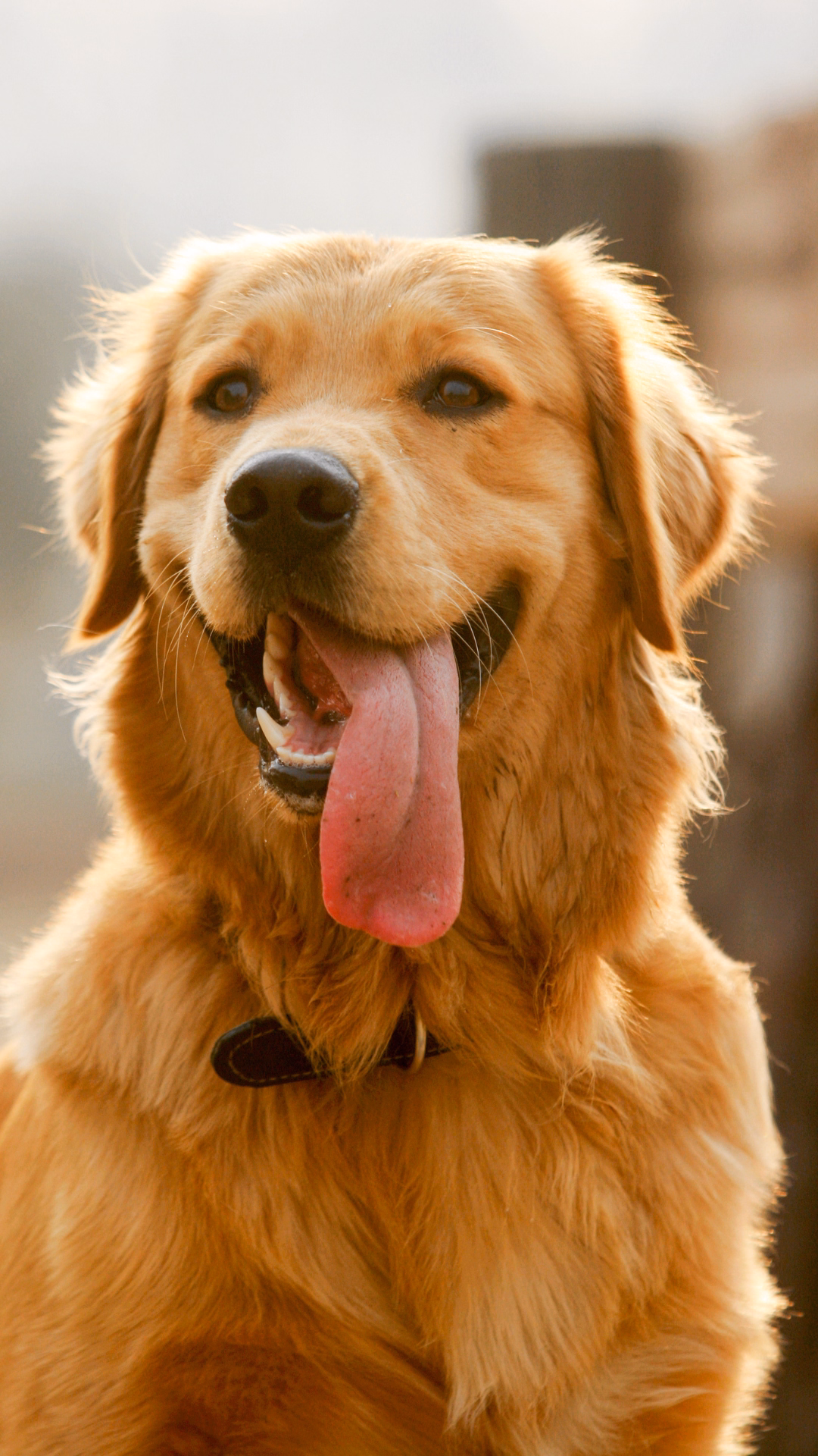 Golden Retriver di razza