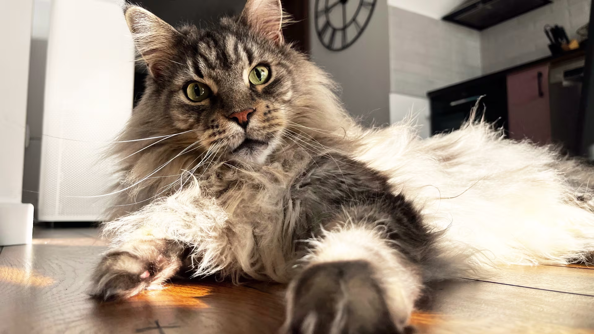 Gatto Maine Coon