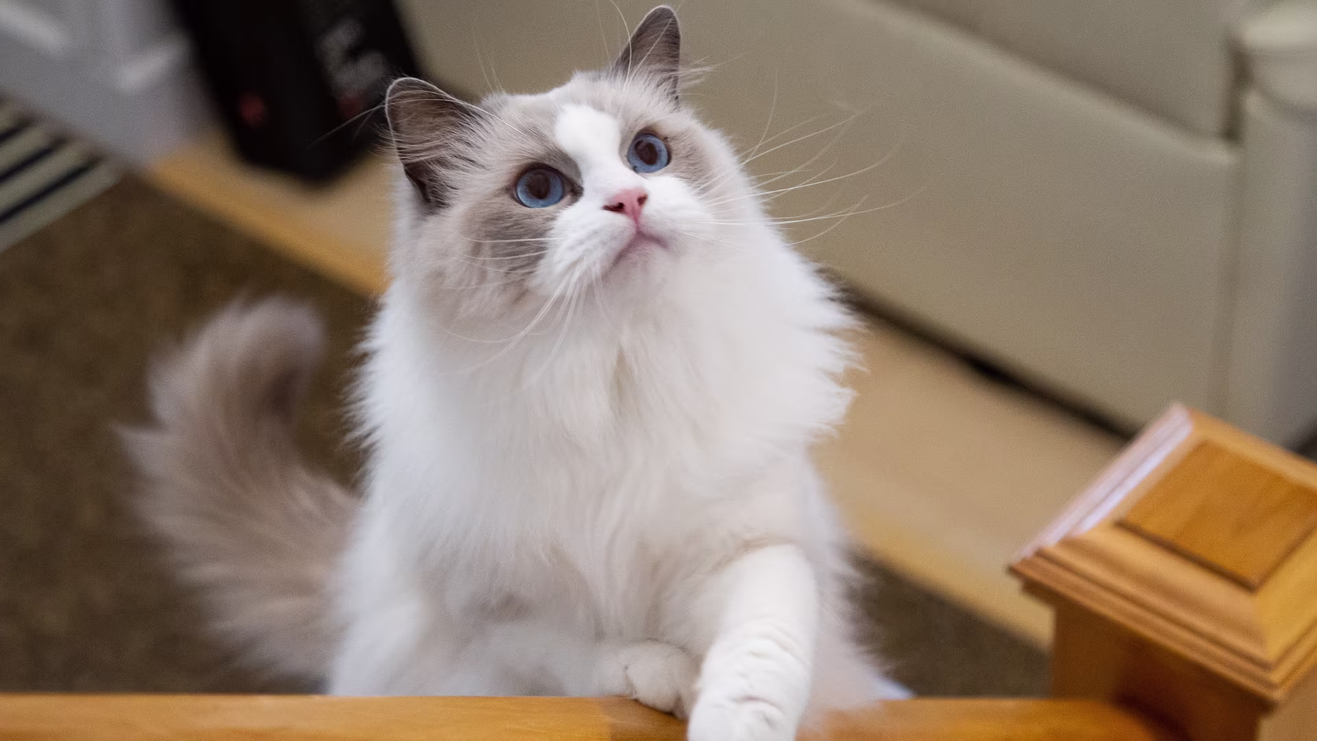 Ragdoll di razza