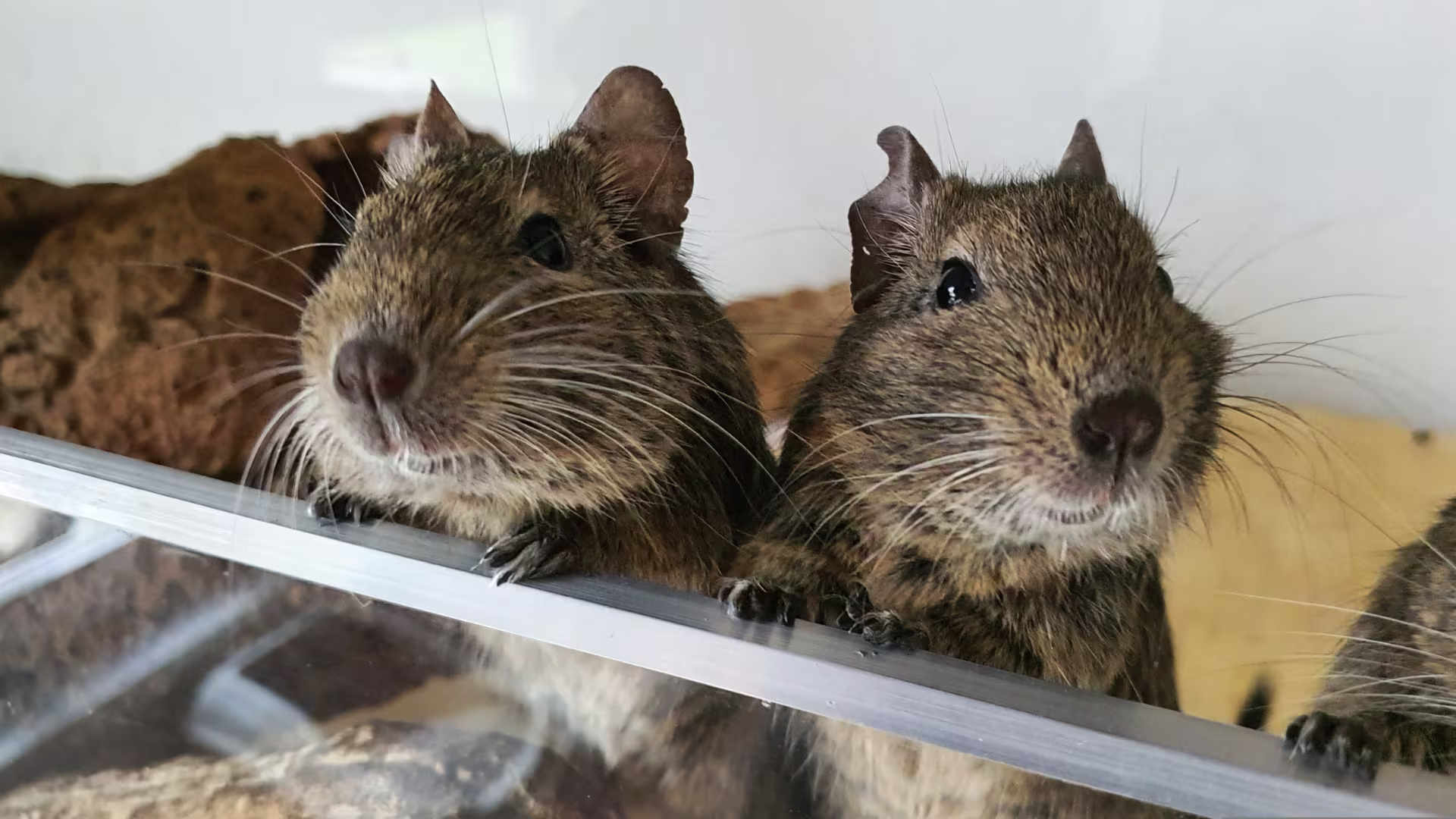 Coppia di Degu