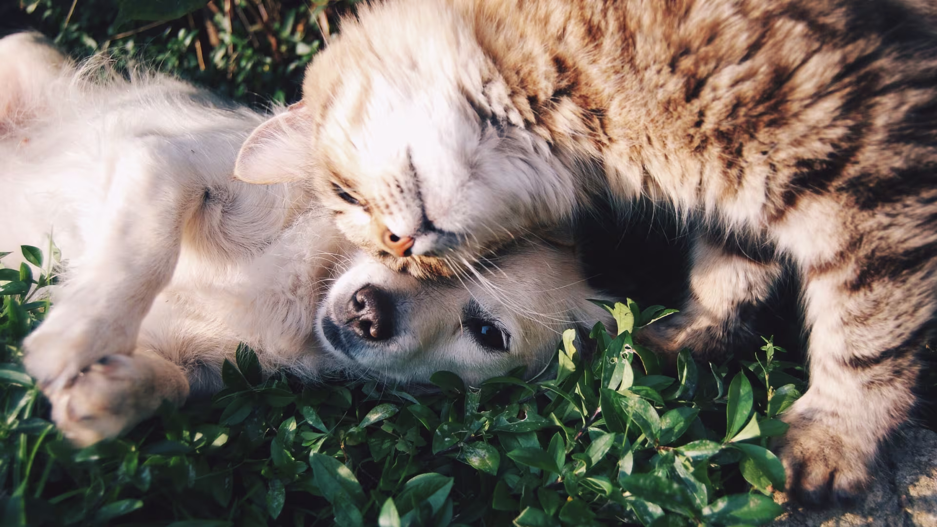Animali insieme