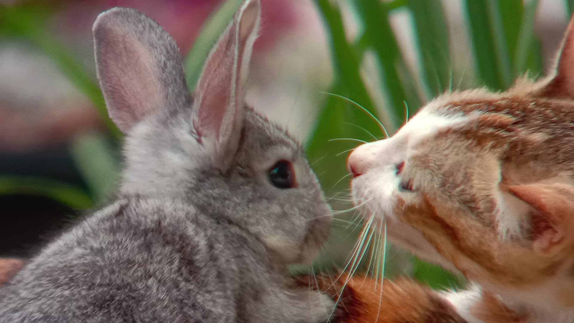 Animali domestici che convivono