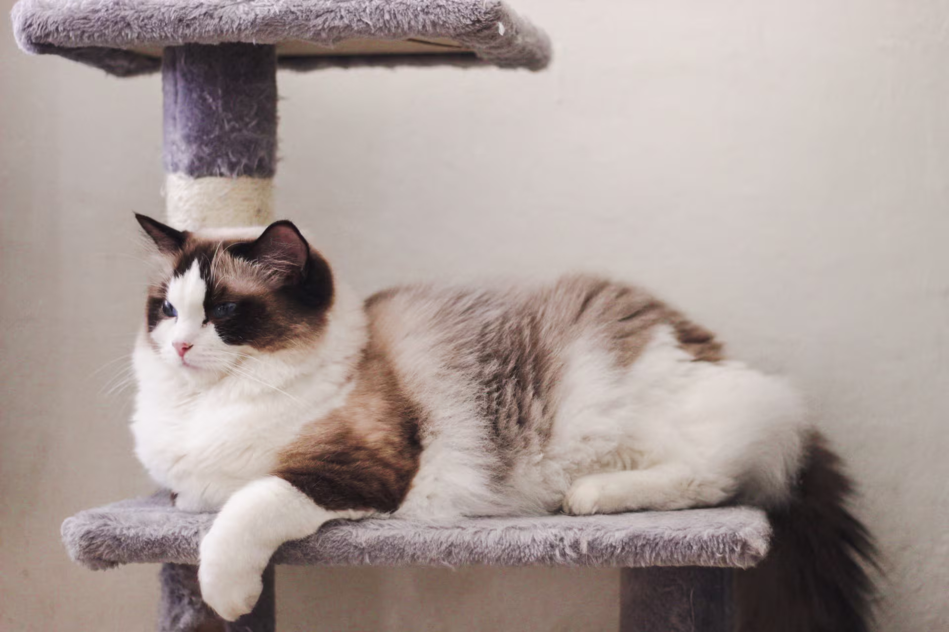 Ragdoll WhiteAngels Rhona in posa