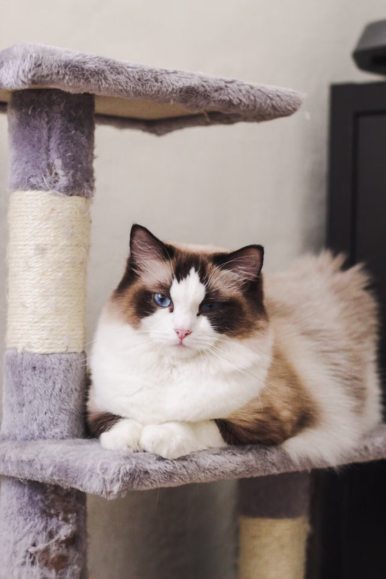 Ragdoll WhiteAngels Rhona Seal Point Bicolour
