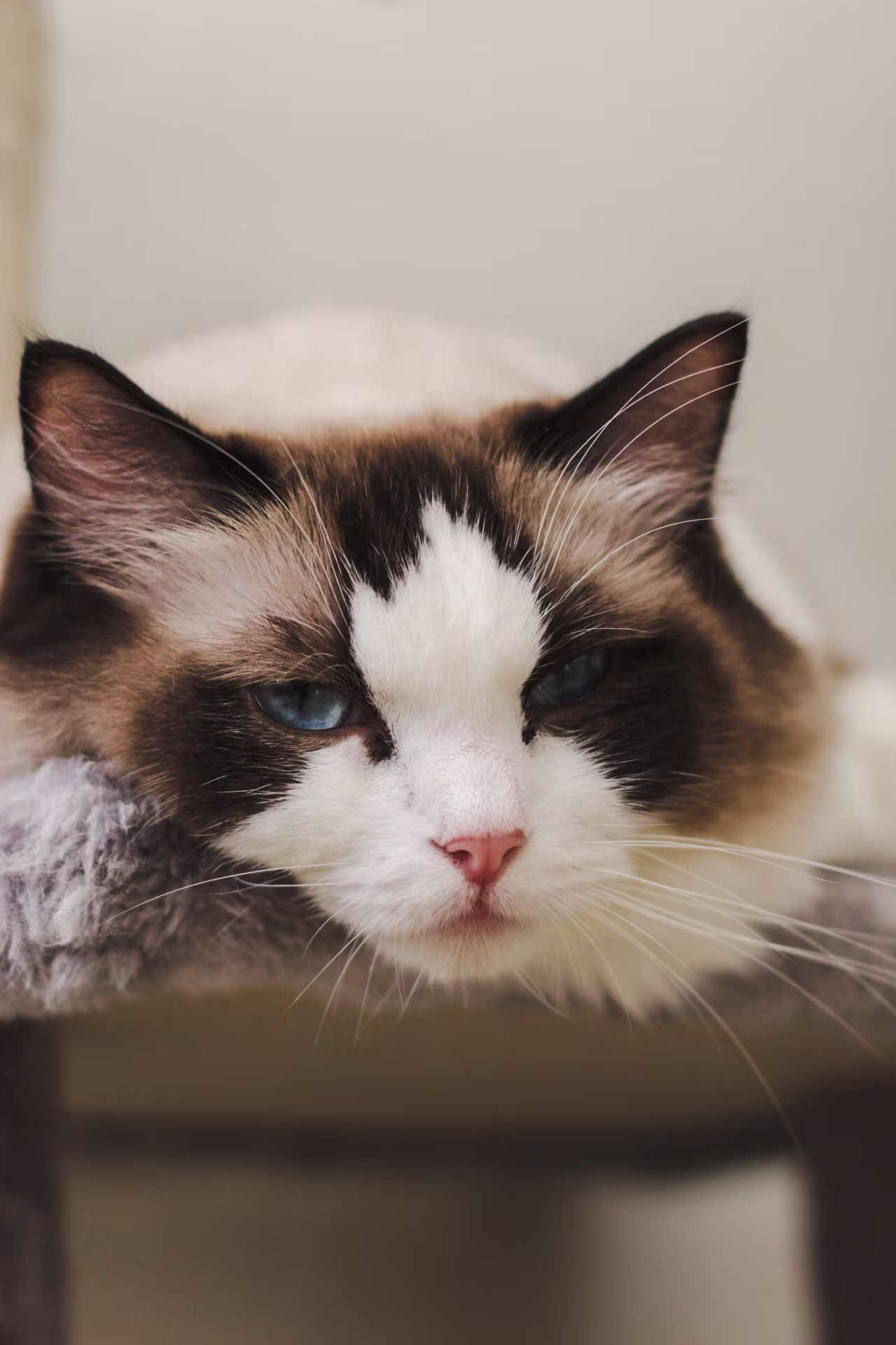 Ragdoll WhiteAngels Rhona che dorme